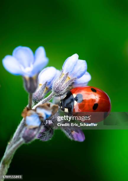 ladybug - nyckelpiga bildbanksfoton och bilder