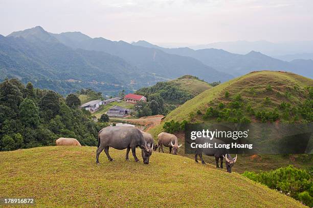 vietnam mountainous landscape. - domestic water buffalo stock pictures, royalty-free photos & images
