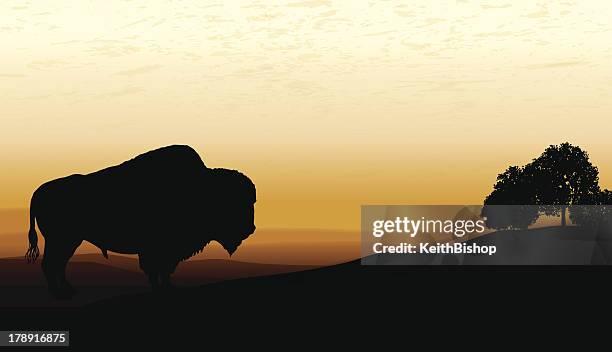 american bison - buffalo - american bison stock illustrations