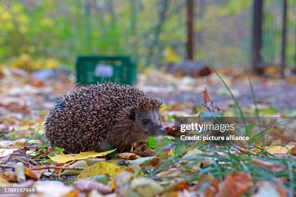 November 2023, Saxony-Anhalt, Halberstadt: A little hedgehog, who has been christened Ferdinand, explores the grounds of the wildlife sanctuary at...