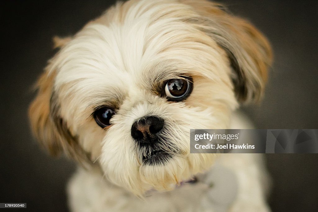 Shih Tzu little dog