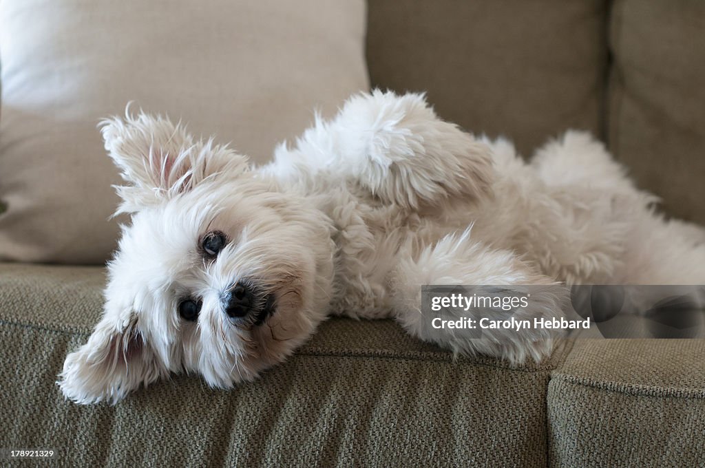 Fluffy white dog laying on lounge