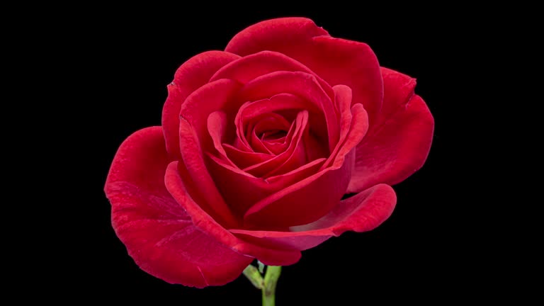 https://media.gettyimages.com/id/1789216558/video/beautiful-opening-pink-rose-on-black-background-holiday-love-birthday-design-backdrop-bud.jpg?b=1&s=640x640&k=20&c=5Zn7QSWZpSZUJDlH363jMPehDw5Tm8CA7uJx4__eTo0=