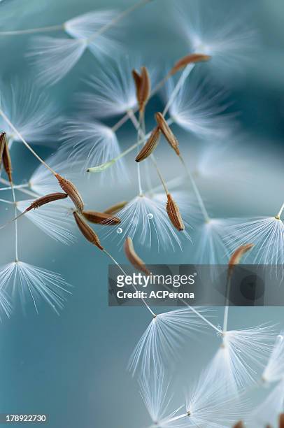 dandelion seeds - close up on dandelion spores stock pictures, royalty-free photos & images