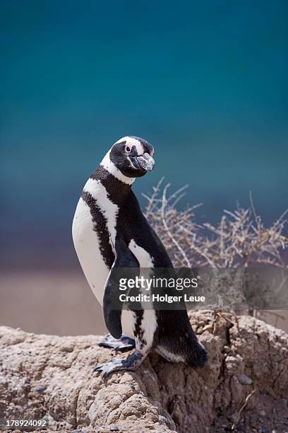magellanic penguin at peninsula valdes - magellan penguin stock pictures, royalty-free photos & images