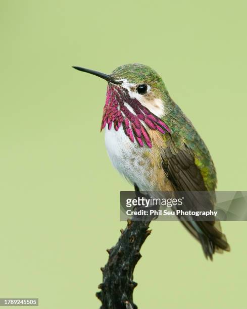 calliope hummingbird - calliope hummingbird stock pictures, royalty-free photos & images