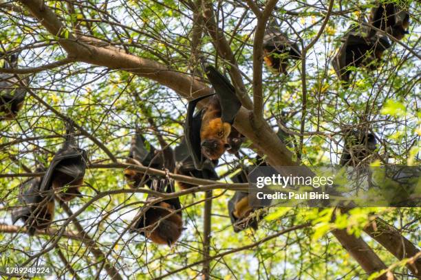 indian flying fox (pteropus medius) also known as the greater indian fruit bat hanging in bharatpur bird sanctuary, keoladeo national park - renard volant photos et images de collection