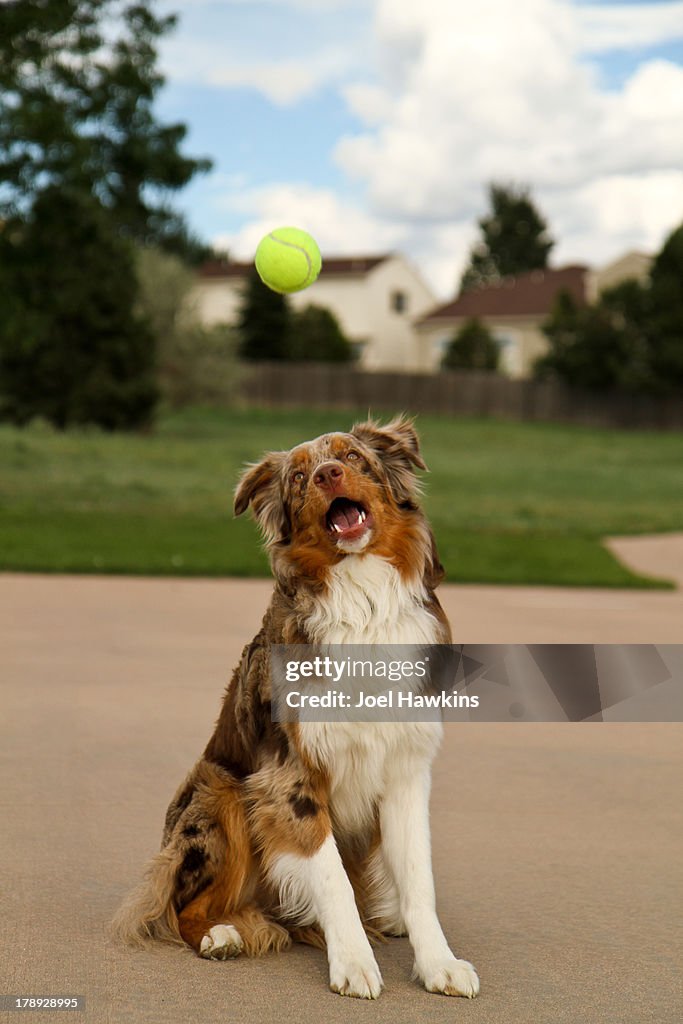 Dog catching ball