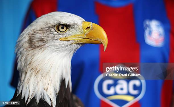 The Crystal Palace eagle is pictured prior to the Barclays Premier League match between Crystal Palace and Sunderland at Selhurst Park on August 31,...