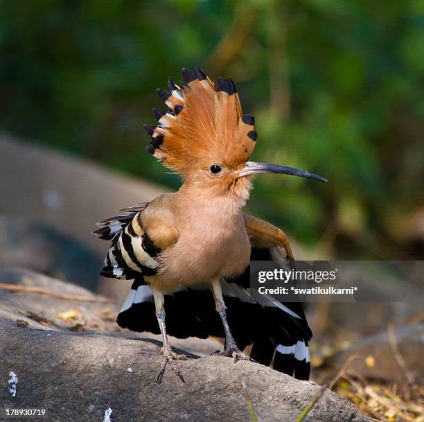 common hoopoe - hoopoe fotografías e imágenes de stock