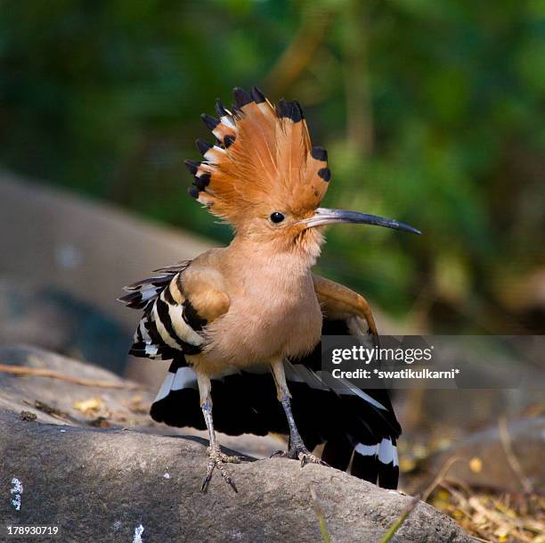 common hoopoe - hoopoe stock pictures, royalty-free photos & images