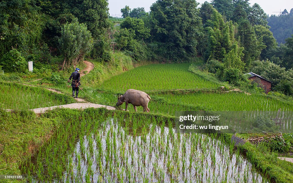 Chinese Miao woman leading a buffalo