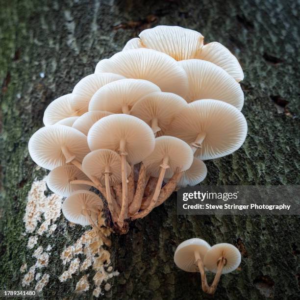 porcelain fungus (oudemansiella mucida) - tree trunk stock pictures, royalty-free photos & images