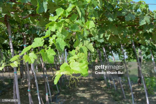 traveling to a grape farm with vine grapes and green - sunset vineyard stockfoto's en -beelden