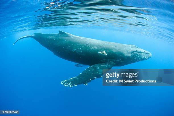 humpback whale - ballenato fotografías e imágenes de stock