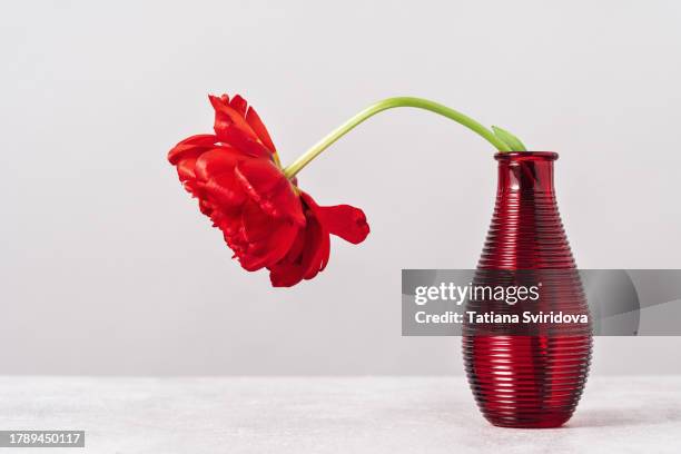 red double tulip in glass vase on grey table - lisianthus flowers in glass vases stock-fotos und bilder