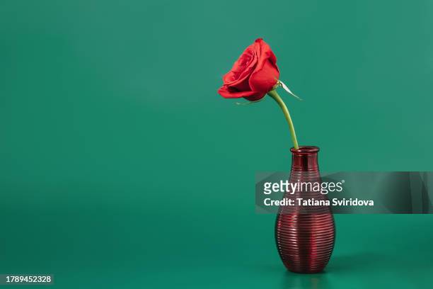 red rose in glass vase on green background - lisianthus flowers in glass vases stock-fotos und bilder