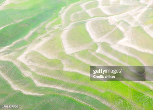 aerial photography of wilderness grasslands - veined octopus stock pictures, royalty-free photos & images