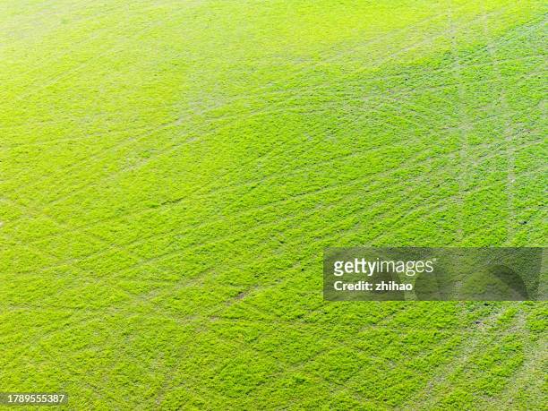 grass with tire marks - veined octopus stock pictures, royalty-free photos & images