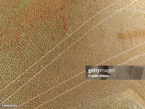 mudflats with tire marks - veined octopus stock pictures, royalty-free photos & images