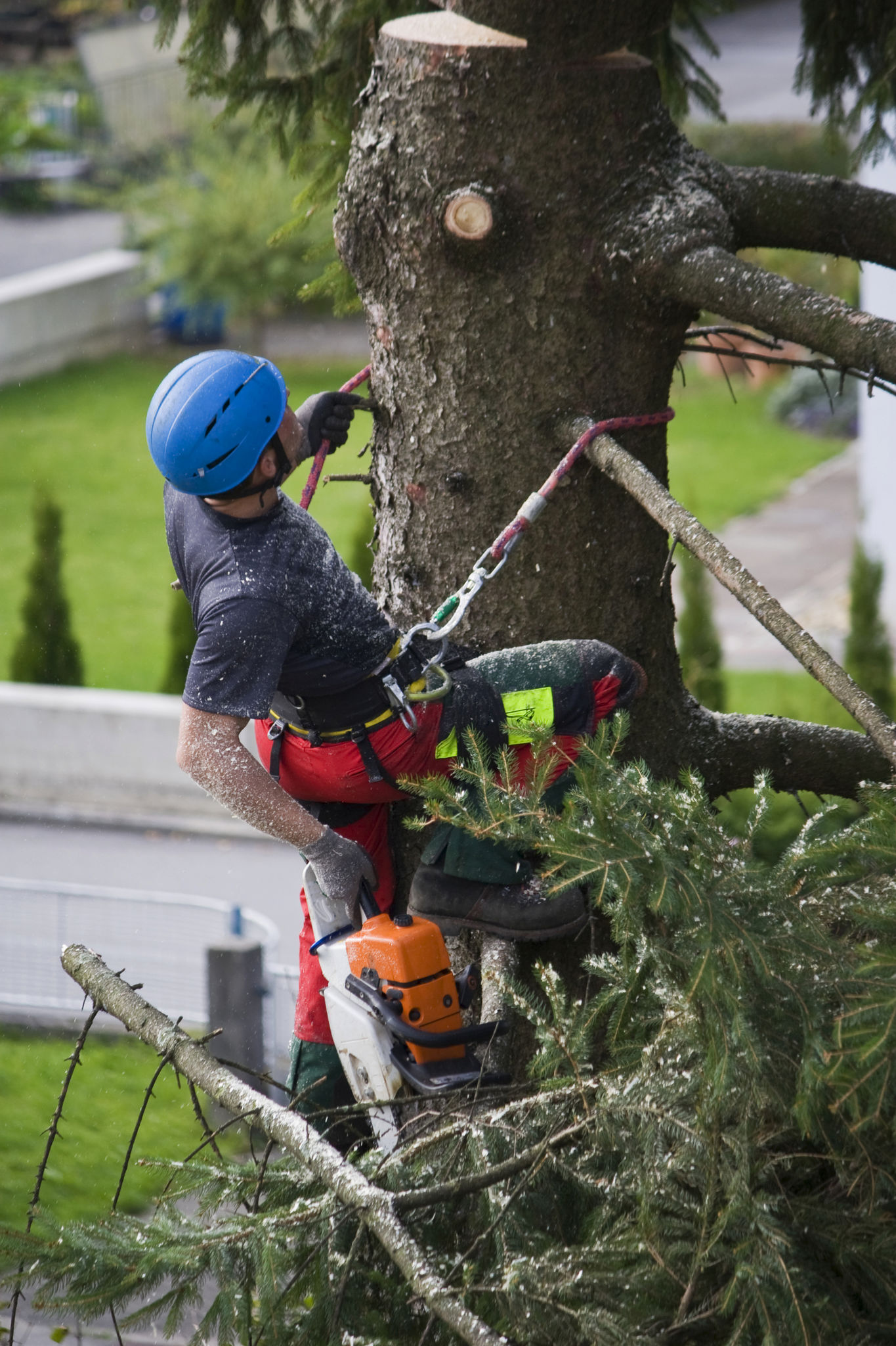 tree service worker