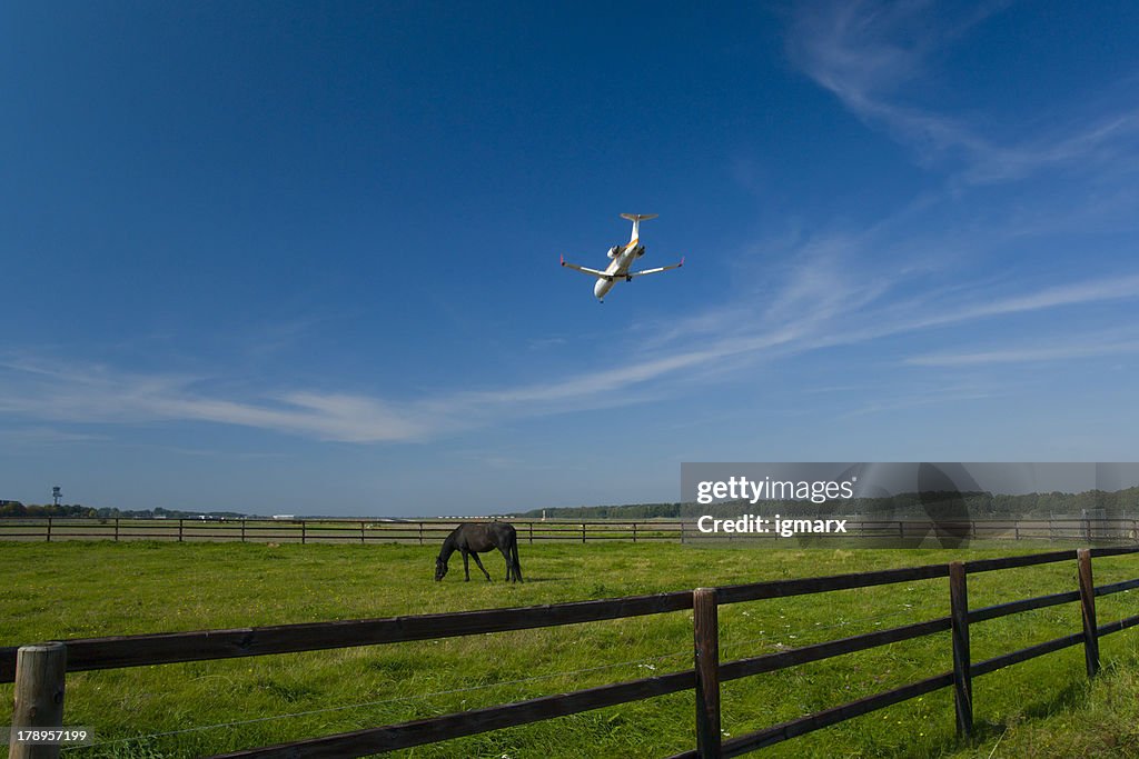 Grazed horse and landing plane