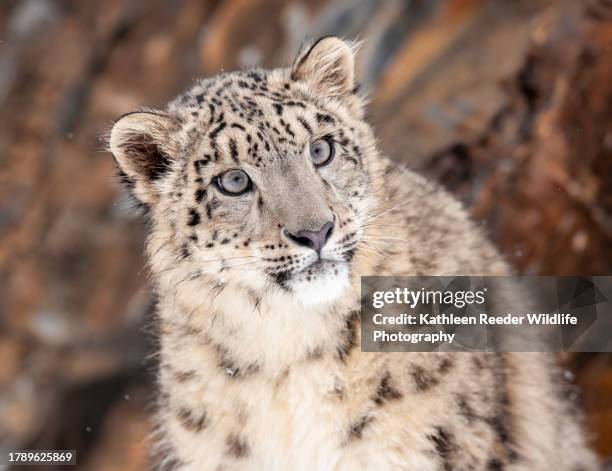 snow leopard - snow leopard print stock pictures, royalty-free photos & images