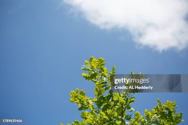 oak leaves against blue sky - common oak stock pictures, royalty-free photos & images