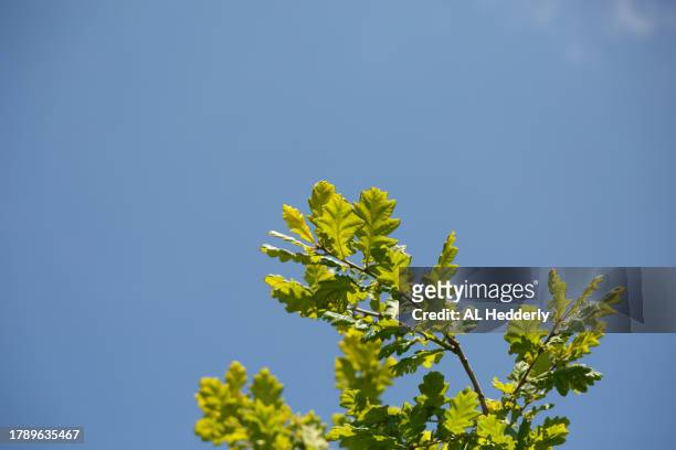 oak leaves against blue sky - common oak stock pictures, royalty-free photos & images