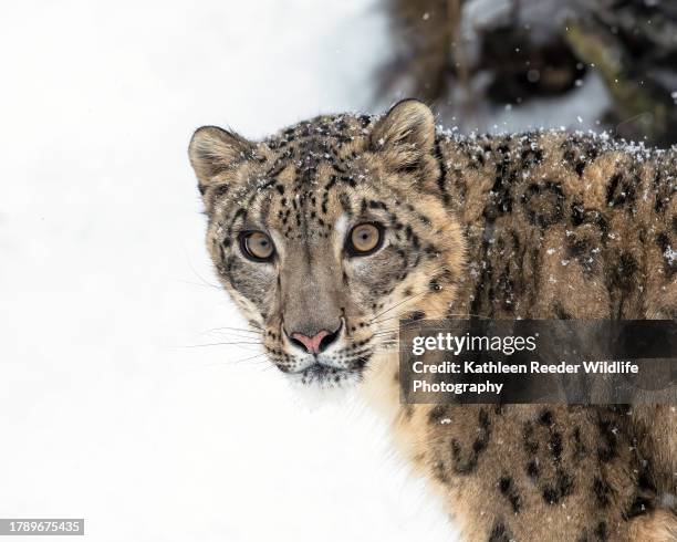 snow leopard - snow leopard print stock pictures, royalty-free photos & images