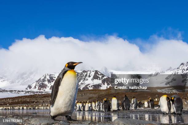 king penguin colony at st andrew's bay on south georgia in the antarctic - king penguin stock pictures, royalty-free photos & images