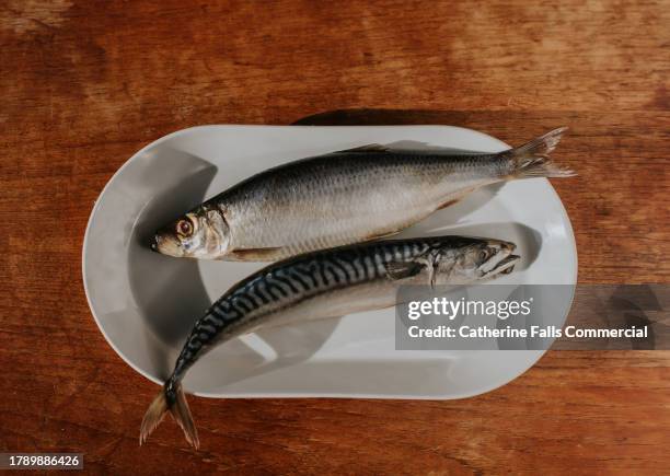 close-up, top down image of two raw, dead fish on a plate - one is a mackerel and the other is a branzino - dorsch stock-fotos und bilder