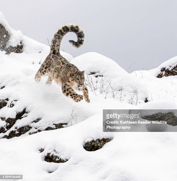 snow leopard - snow leopard stock-fotos und bilder