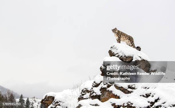 snow leopard - snow leopard print stock pictures, royalty-free photos & images