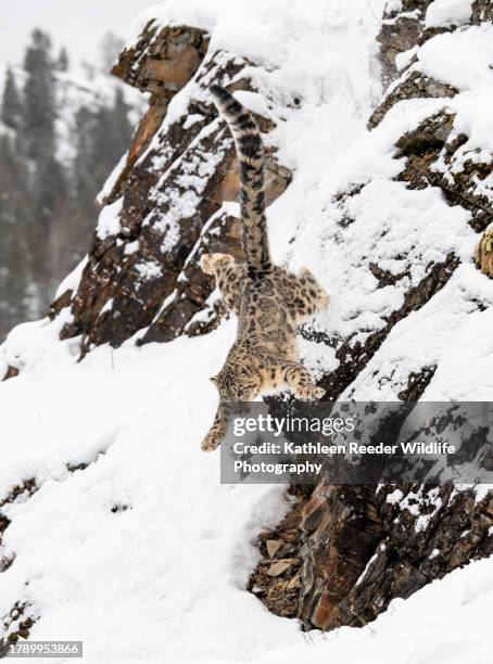 Snow Leopard High-Res Stock Photo