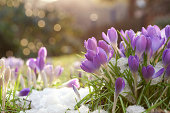 Lilac colored crocuses in spring snow with bokeh background
