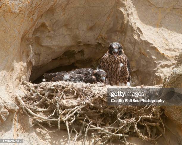 peregrine falcon nest or 
eyrie - peregrine falcon stock-fotos und bilder