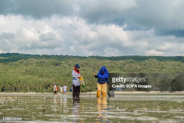 Women look for fish to spear close to the shore on the Wasuemba coast. The pindoko tradition is a tradition of catching fish using bamboo spears....