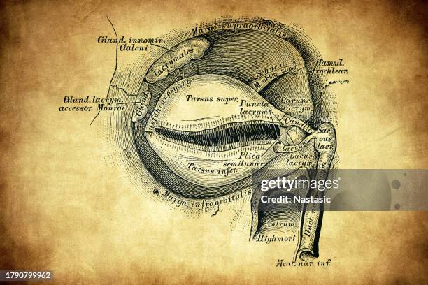 tränenbein apparat - augenlid stock-grafiken, -clipart, -cartoons und -symbole