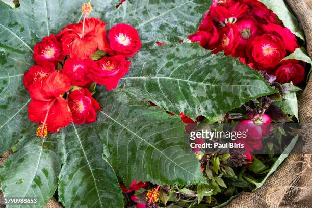 fresh and dried hibiscus flowers and roses on green background - india wild life stock pictures, royalty-free photos & images