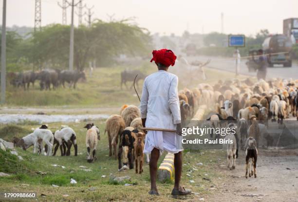 shepherd walking with their goats and sheep herd in  rajasthan, india - nomad cattle herder from rajasthan stock-fotos und bilder
