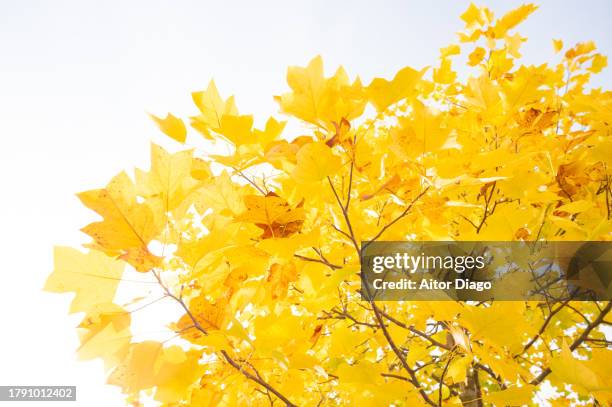 deciduous tree (platanus  acerifolia, platens hispanic) with an autumn yellow tone in autumn. austria - platanus acerifolia stock pictures, royalty-free photos & images
