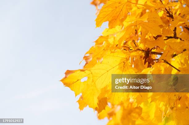 close-up of  deciduous tree against a blue sky (platanus  acerifolia, platens hispanic)with an autumn tone in autumn. austria - platanus acerifolia stock pictures, royalty-free photos & images