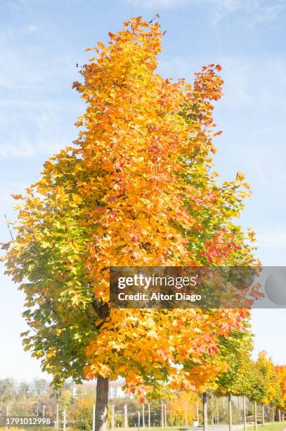 deciduous trees (platanus  acerifolia, platens hispanic)with an autumn tone in a street. austria - platanus acerifolia stock pictures, royalty-free photos & images
