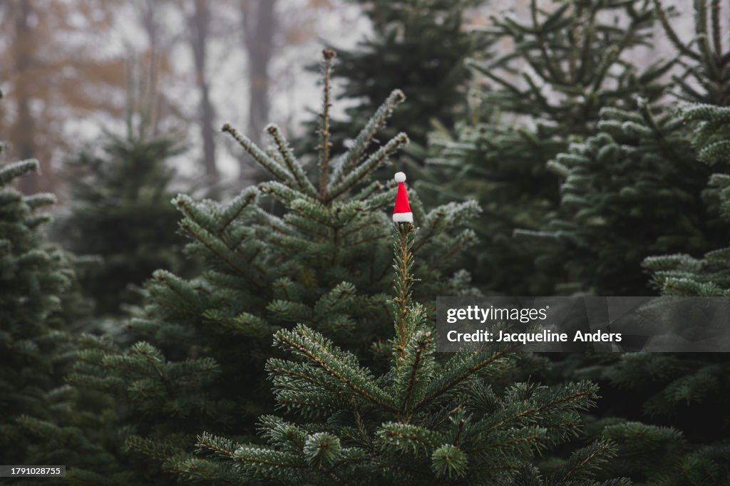 Nordmann fir trees on a Christmas tree farm in the fog after a frosty night and a little Santa hat on top