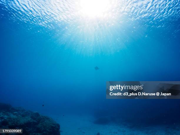 the beautiful and big green sea turtle. 

at nakanoura beach and kambikiura, shikinejima, izu islands, tokyo.
photo taken november 1-5, 2023.
by underwater photography. - underwater stock pictures, royalty-free photos & images