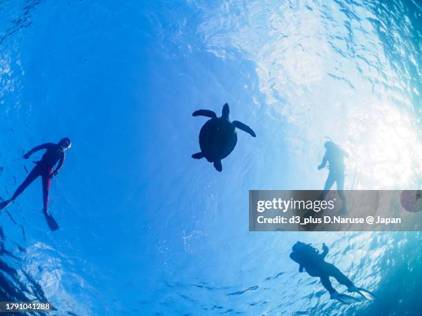 the beautiful and big green sea turtle  and divers. 

at nakanoura beach and kambikiura, shikinejima, izu islands, tokyo.
photo taken november 1-5, 2023.
by underwater photography. - macchina fotografica subacquea foto e immagini stock