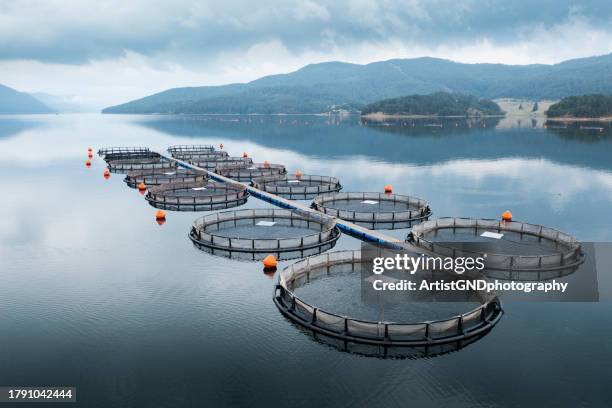 aerial view over a large fish farm with lots of fish enclosures. - freshwater fish stock pictures, royalty-free photos & images