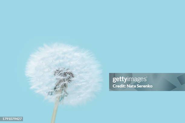 macro dandelion at blue background. hope and dreaming concept. - löwenzahn samen stock-fotos und bilder