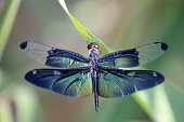 Dragonfly with beautiful wing